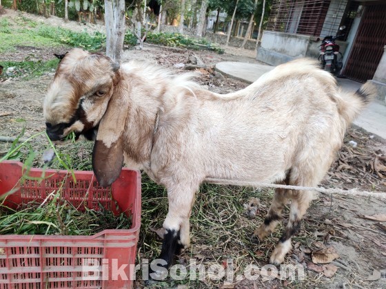 তোতাপুরি পাঠা ছাগল